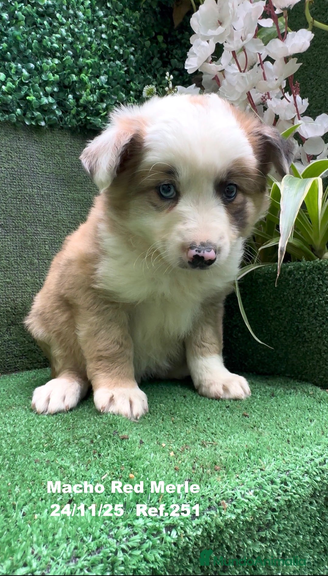 Border Collie perros en venta: BORDER COLLIE red merle - Anuncio 7