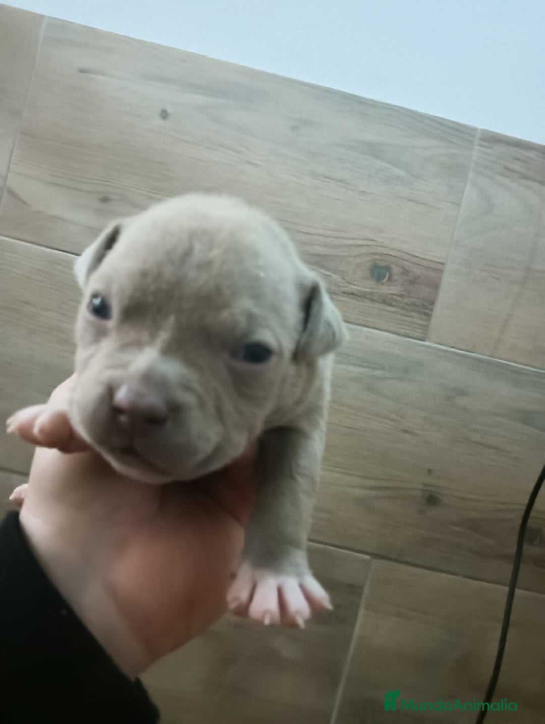 American Bully perros en venta: american bully exotic micro - Anuncio 4