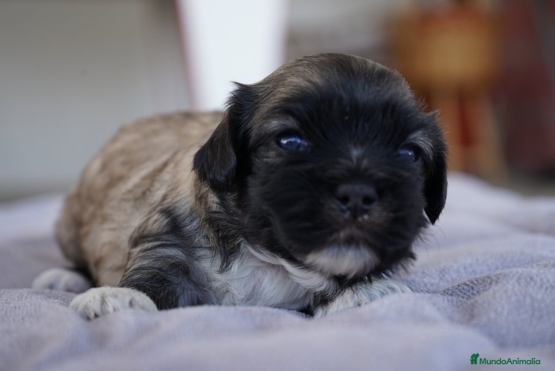 Maltipoo perros en venta: 🐾 Lotus, Maxi y Boom – Maltipoo miniatura 🐾 - Imagen 9