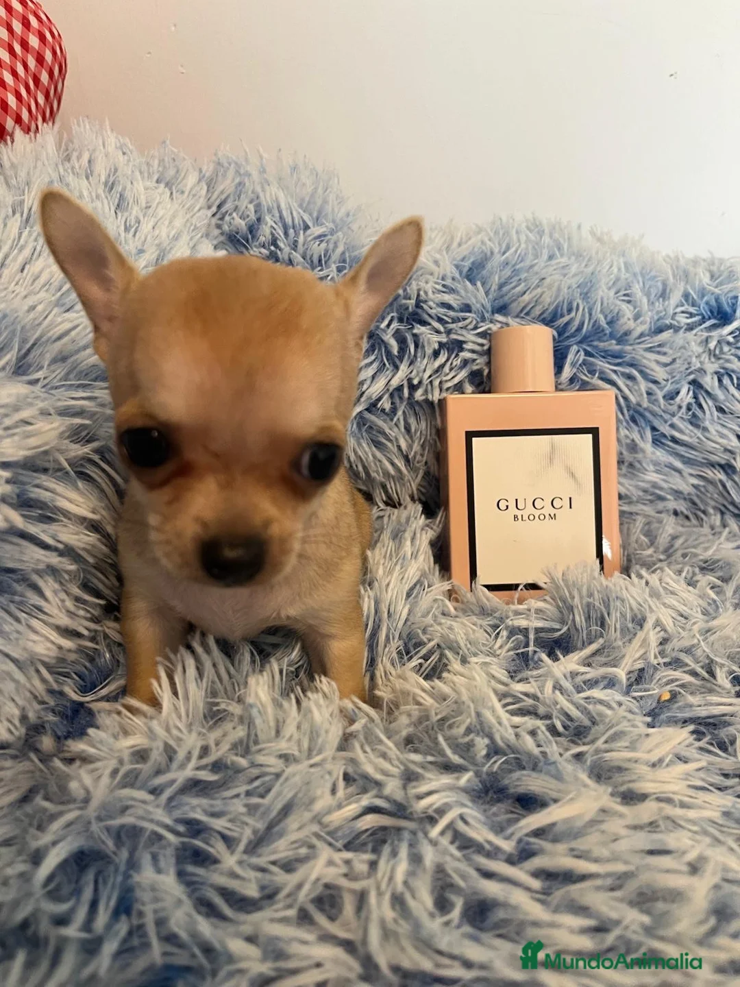 Chihuahua perros en venta: Chihuahuas minis - Anuncio 2