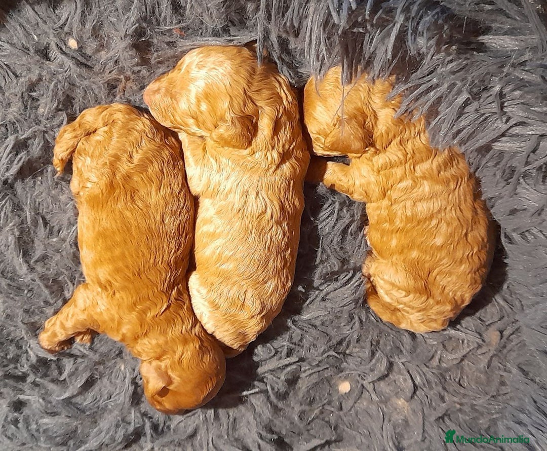 Caniche Toy perros en venta: Cachorros de Caniche Enano Leonado en Ávila - Anuncio 2