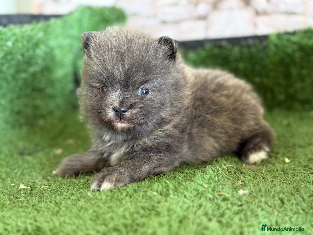 Pomerania perros en venta: Perro Pomerania, cachorritos nacionales  - Imagen 7