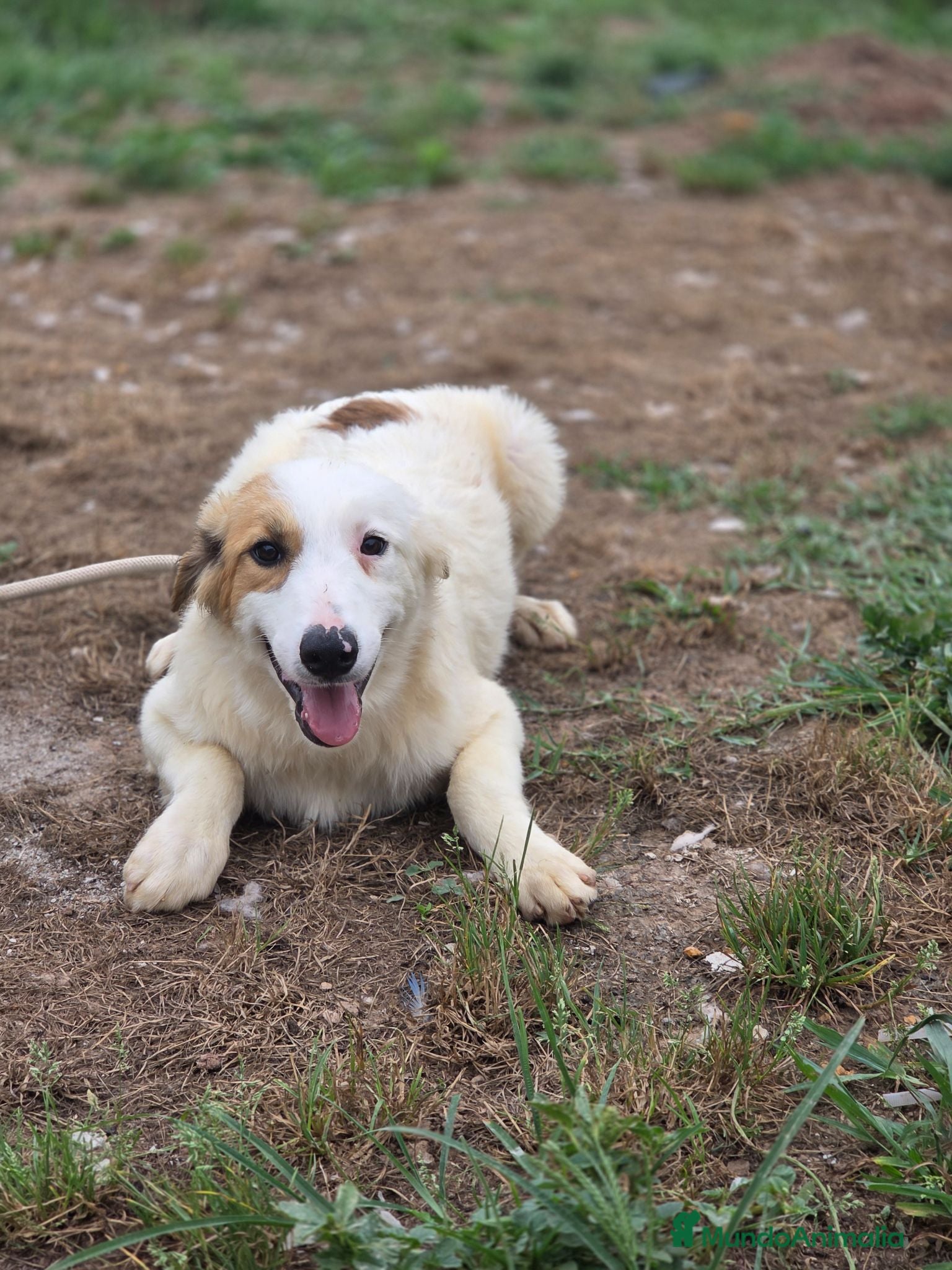 Border Collie perros Adopción  - Anuncio 4