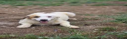 Border Collie perros en venta: Adopción  - Anuncio 1