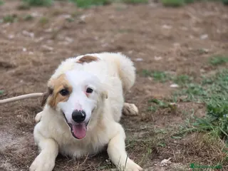 Border Collie perros Adopción - Anuncio 4