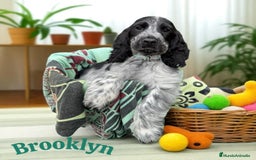 Cocker Spaniel Inglés perros en venta: Cariñosos y juguetones cocker inglés  - Imagen 5
