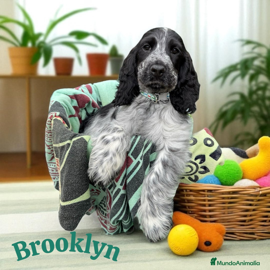 Cocker Spaniel Inglés perros en venta: Cariñosos y juguetones cocker inglés  - Imagen 5
