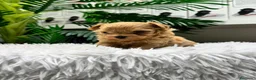 Maltipoo perros en venta: MALTIPOO COREANO 100% - Anuncio 6