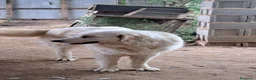Perro de Montaña de los Pirineos perros en adopcion: Montaña del Pirineo en adopción en Girona - Anuncio 3