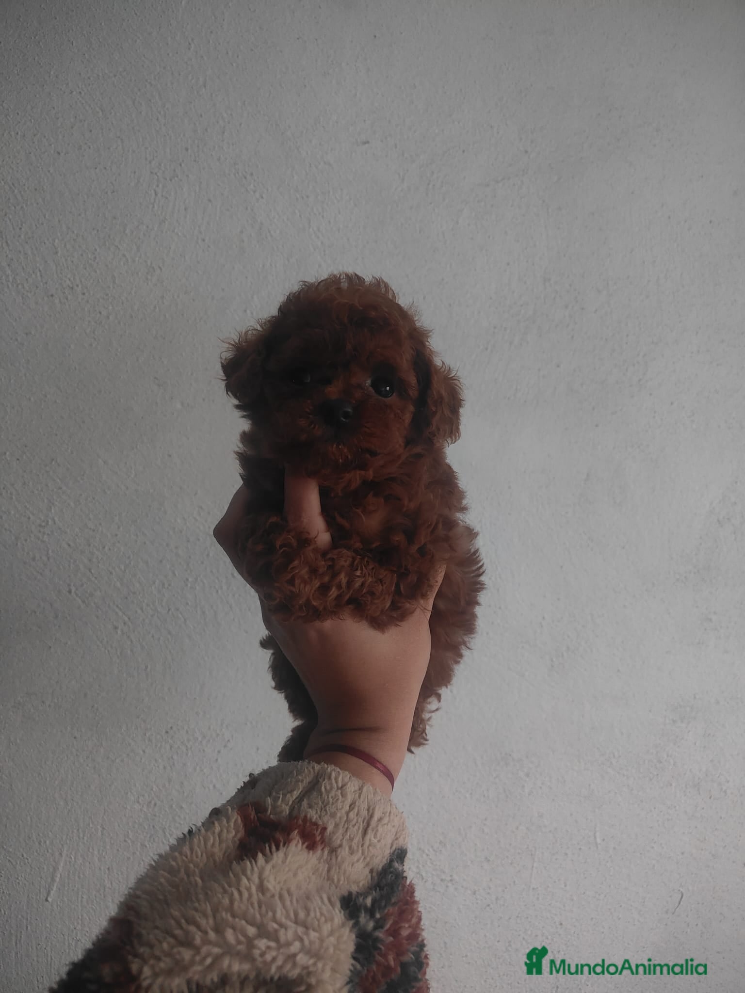 Caniche Toy perros Hembra asiática 100 💯 - Anuncio 1