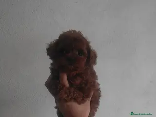 Caniche Toy perros Hembra asiática 100 💯 - Anuncio 1