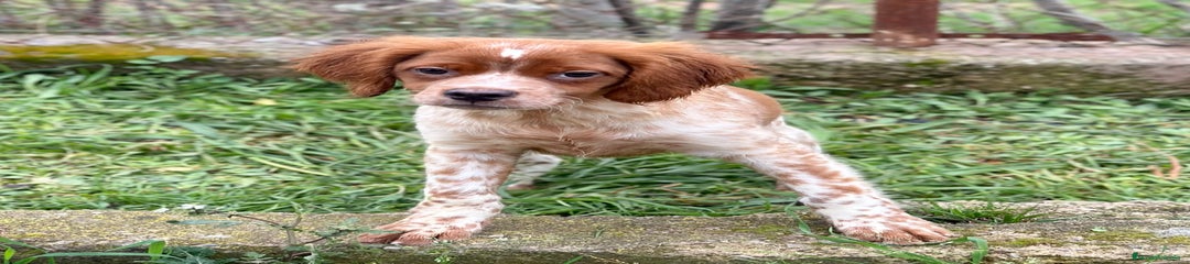 Épagneul Breton Cachorro 2
