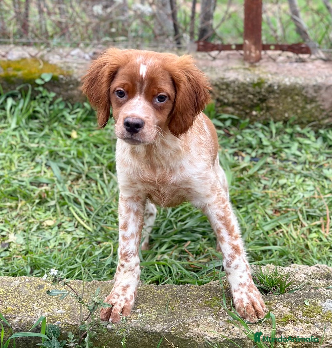 Épagneul Breton perros en venta: BRETÓN ESPAÑOL BLANCO Y NARANJA DISPONIBLES en Barcelona - Imagen 3