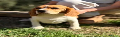 Beagle Cachorro 1