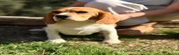 Beagle perros en venta: Beagle en adopción  - Anuncio 1