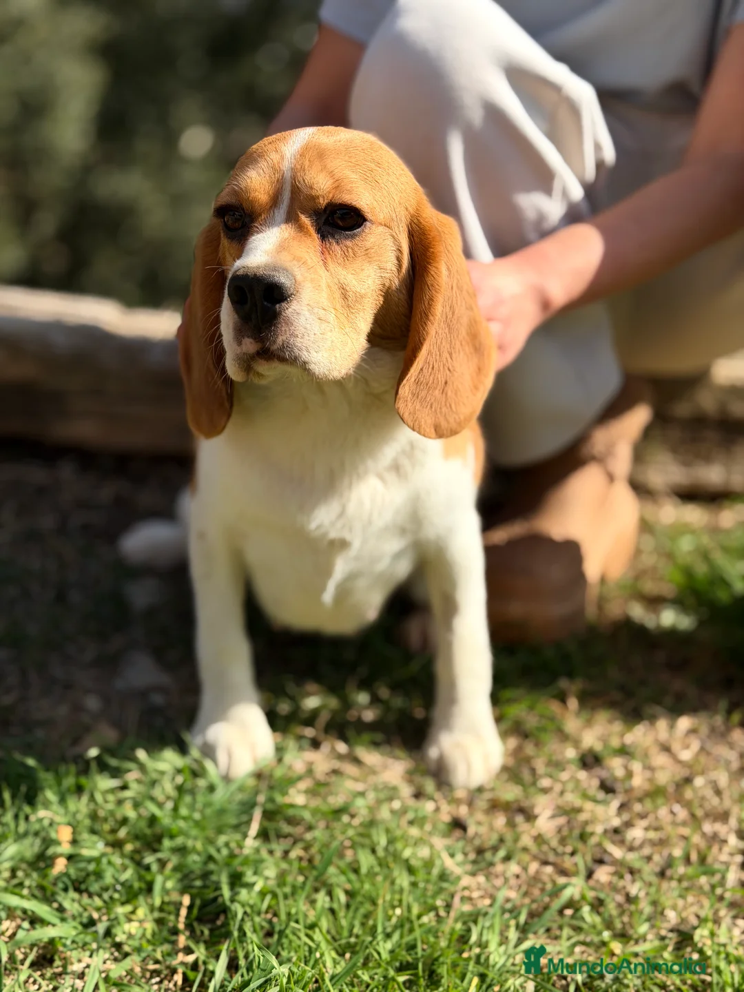Beagle perros en venta: Beagle en adopción  - Anuncio 1