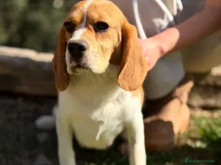 Beagle perros Beagle en adopción - Anuncio 2