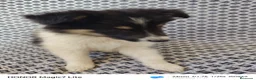 Collie de Pelo Largo perros en venta: Rough collie  - Anuncio 6