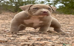 American Bully perros en venta: 💎🐾 CACHORROS AMERICAN BULLY – ¡LA MEJOR LÍNEA! - Imagen 1