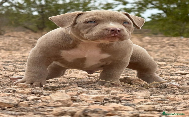 American Bully perros - Anuncio 5