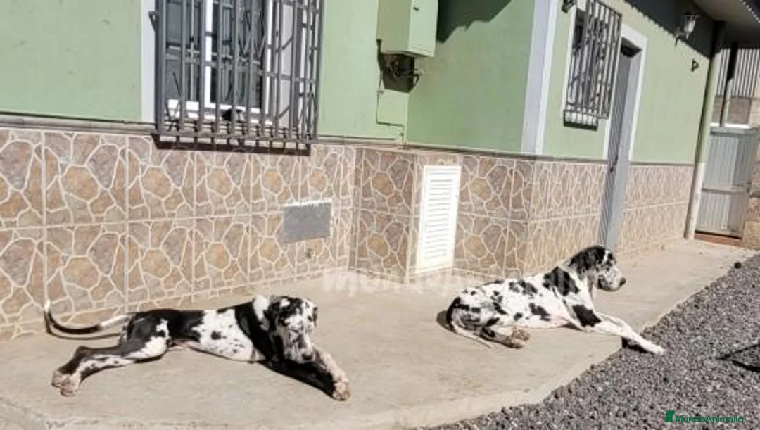 Imagen de galería {{count}}