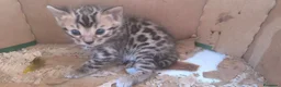 Bengalí gatos en venta: Camada preciosa BENGALÍ - Anuncio 6