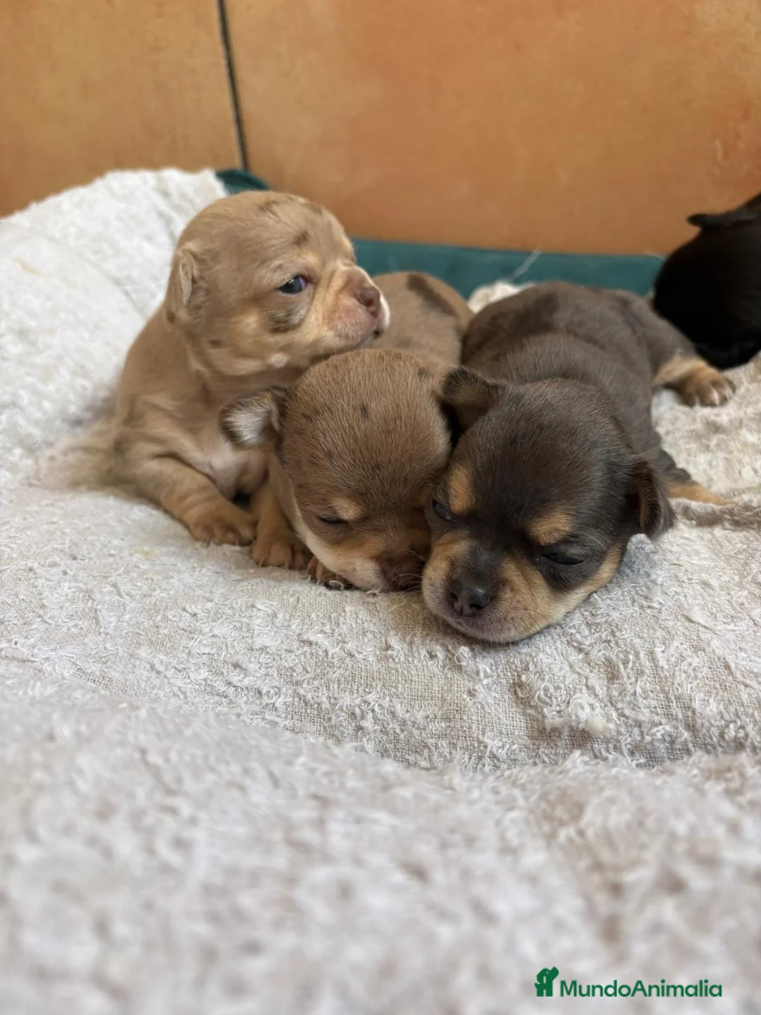Chihuahua perros en venta: Preciosos chihuahuas merles 🐶🐾 - Anuncio 6