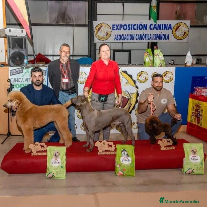 Caniche Toy perros 🐾 ÚLTIMO CANICHE TOY 🐾 - Anuncio 1