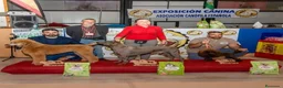 Caniche Toy perros en venta: 🐾 ÚLTIMO CANICHE TOY 🐾 - Anuncio 1