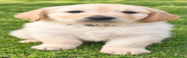 Golden Retriever 1