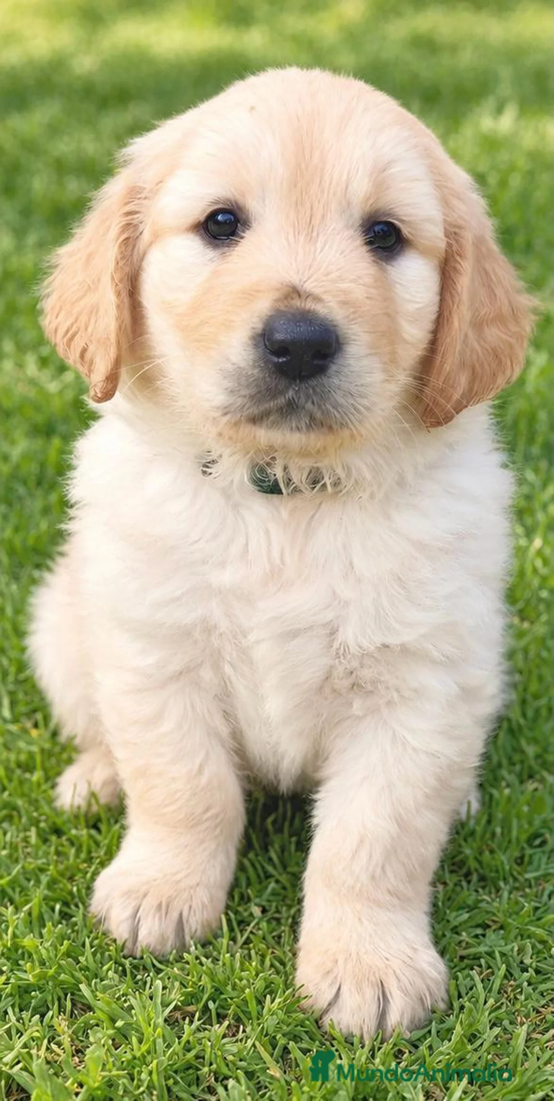 Golden Retriever perros en venta: golden retriver valencia criadero familia salud  - Anuncio 5