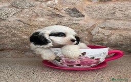 Cocker Spaniel Americano perros en venta: Cachorro particolor - Imagen 3