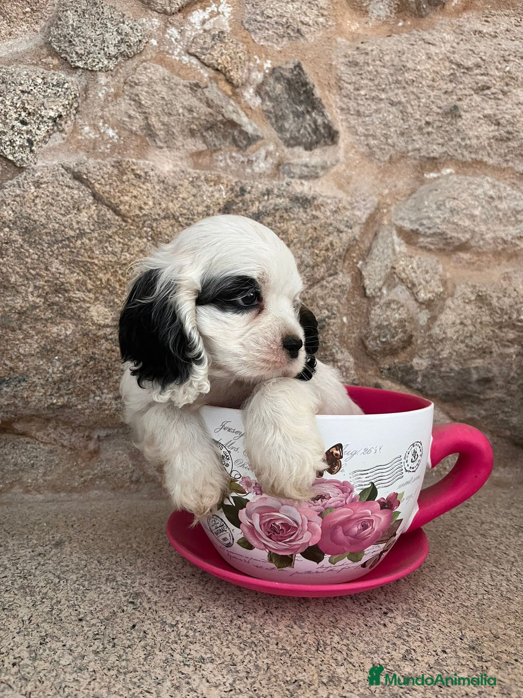 Cocker Spaniel Americano perros en venta: Cachorro particolor - Imagen 3