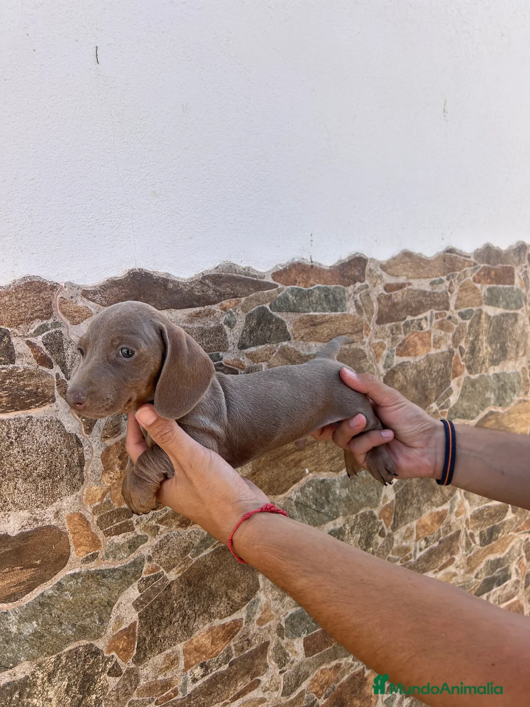 Teckel Miniatura perros en venta: teckel isabela  - Anuncio 5