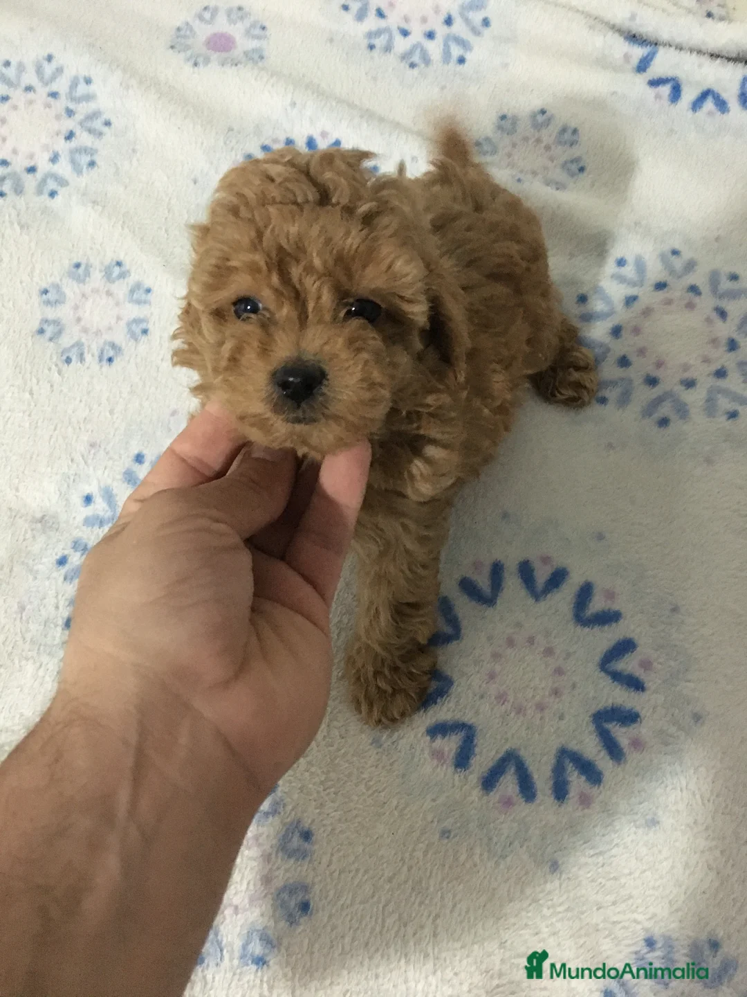 Caniche Toy perros en venta: CANICHES TOYS Y ENANOS en Murcia - Anuncio 7