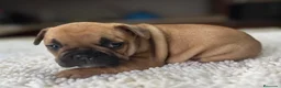Bulldog Francés perros en venta: Cachorros de bulldog francés  - Anuncio 7