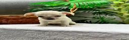 Chihuahua perros en venta: CHIHUAHUA-MACHO - Anuncio 8