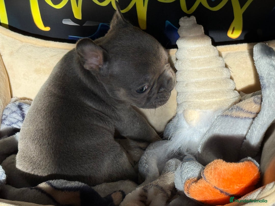 Bulldog Francés perros en venta: Bulldog francés Blue  - Anuncio 4