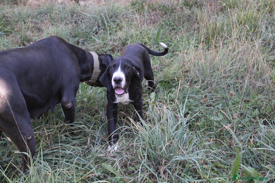 Dogo Alemán perros en venta: Dogo alemán/ gran danés disponibles - Imagen 4