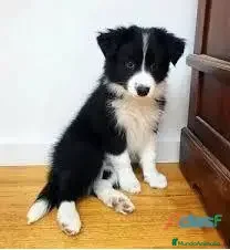 Border Collie perros CACHORRO BORDER COLLIE  - Anuncio 12