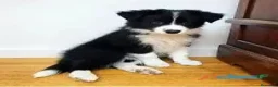 Border Collie perros en venta: CACHORRO BORDER COLLIE  en Badajoz - Anuncio 1