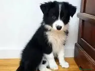 Border Collie perros CACHORRO BORDER COLLIE - Anuncio 12