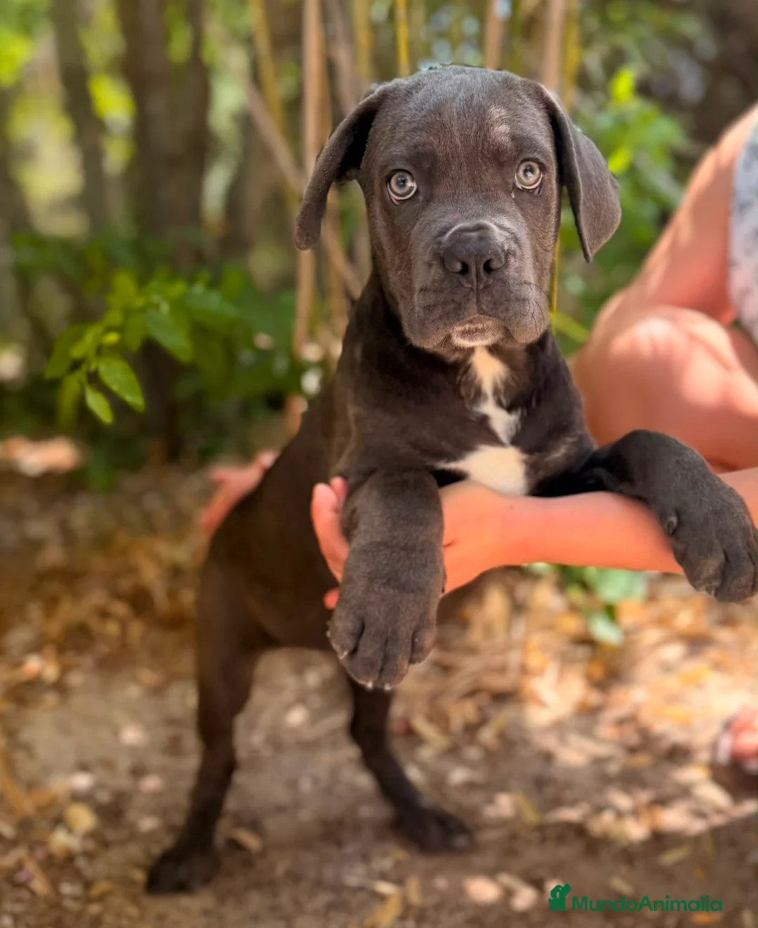 Cane Corso perros en venta: Cane corso Blue  - Anuncio 2