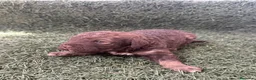 Perro de Agua Español perros en venta: Preciosa camada de Perro de Agua Español  en Barcelona - Anuncio 2