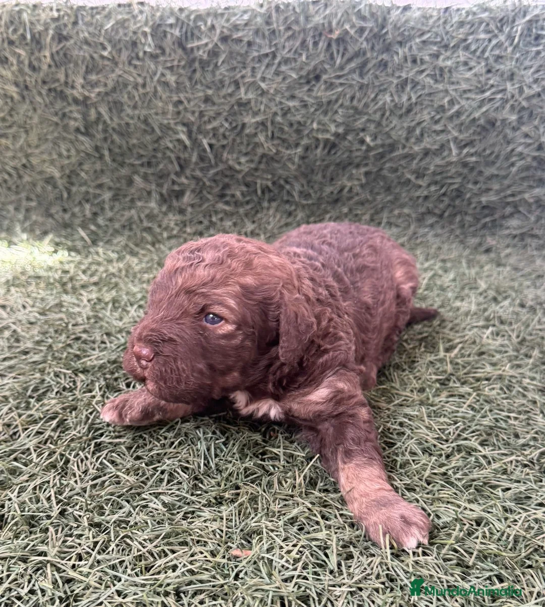 Perro de Agua Español perros en venta: Preciosa camada de Perro de Agua Español  en Barcelona - Anuncio 2