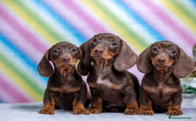 Teckel Miniatura perros - Anuncio 1