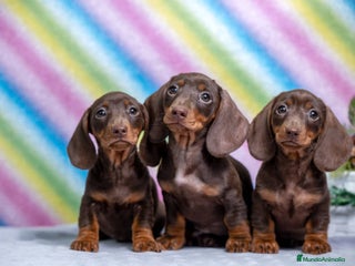 Teckel Miniatura perros - Anuncio 38