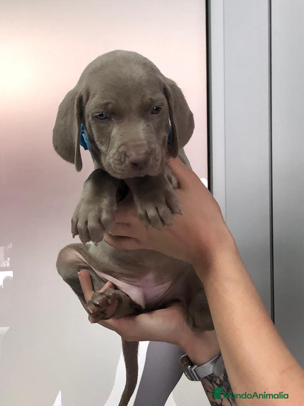 Weimaraner perros WEIMANARER CAMADA DISPONIBLE! en Barcelona - Anuncio 24