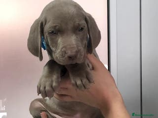 Weimaraner perros WEIMANARER CAMADA DISPONIBLE! en Barcelona - Anuncio 6