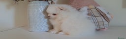 Pomerania perros en venta: Cachorritos Lulu de Pomerania  - Anuncio 3